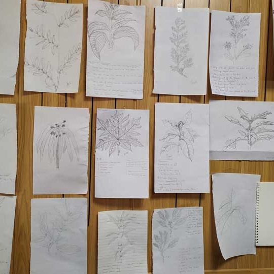 Observation drawings by participants at CCMB, Hyd
